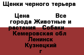 Щенки черного терьера › Цена ­ 35 000 - Все города Животные и растения » Собаки   . Кемеровская обл.,Ленинск-Кузнецкий г.